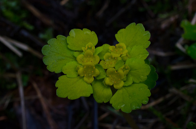 Dorine à feuilles alternes