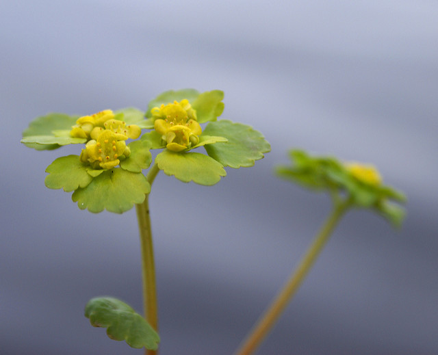 Dorine à feuilles alternes