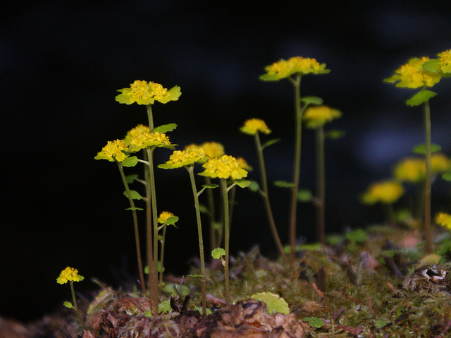 Dorine à feuilles alternes