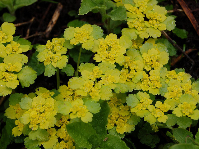 Dorine à feuilles opposées