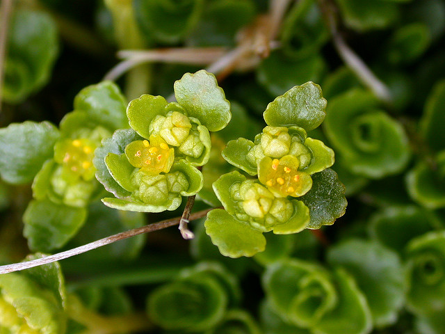 Dorine à feuilles opposées