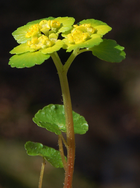 Dorine à feuilles opposées