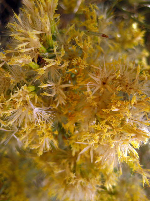 Chrysothamnus nauseosus