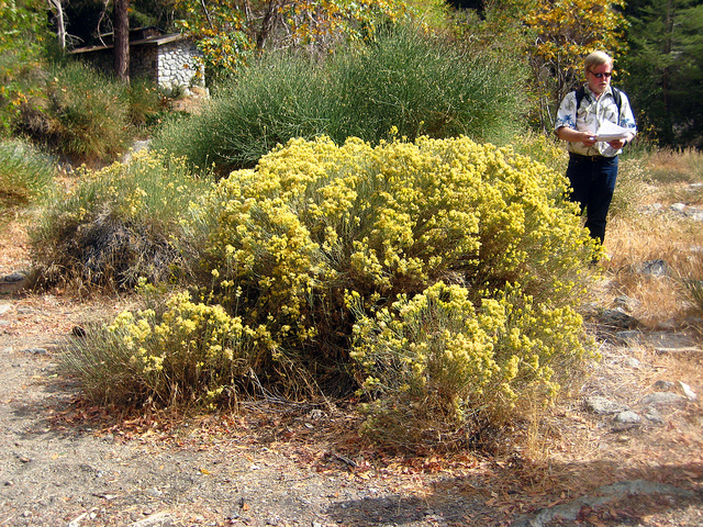 Chrysothamnus nauseosus