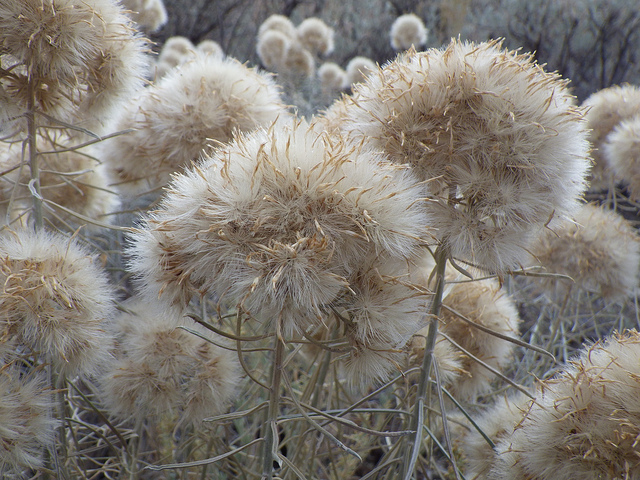 Chrysothamnus nauseosus