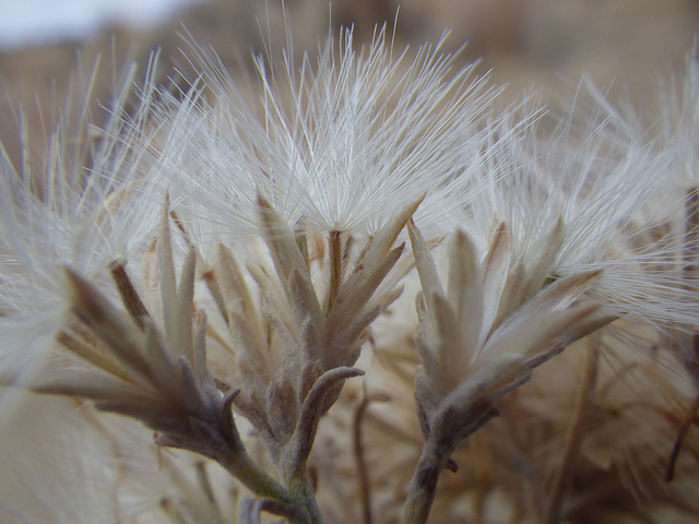 Chrysothamnus nauseosus (Chrysothamnus nauseosus)