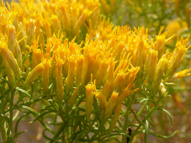 Chrysothamnus viscidiflorus