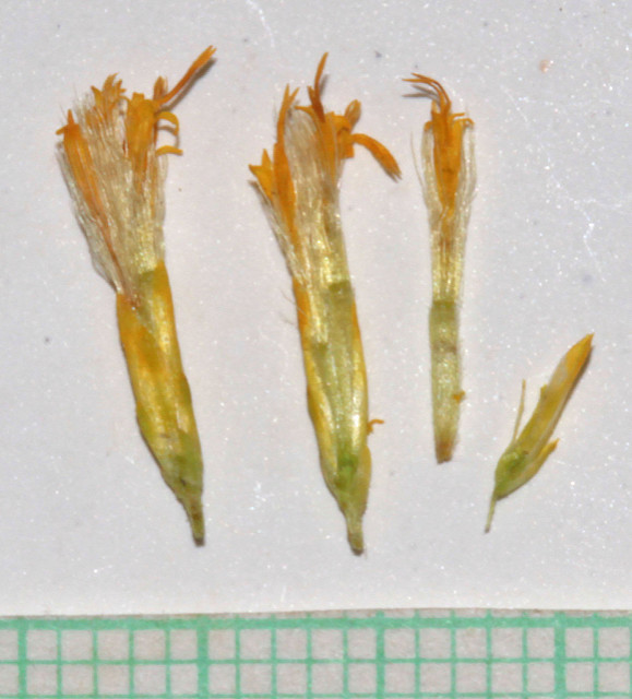 Chrysothamnus viscidiflorus