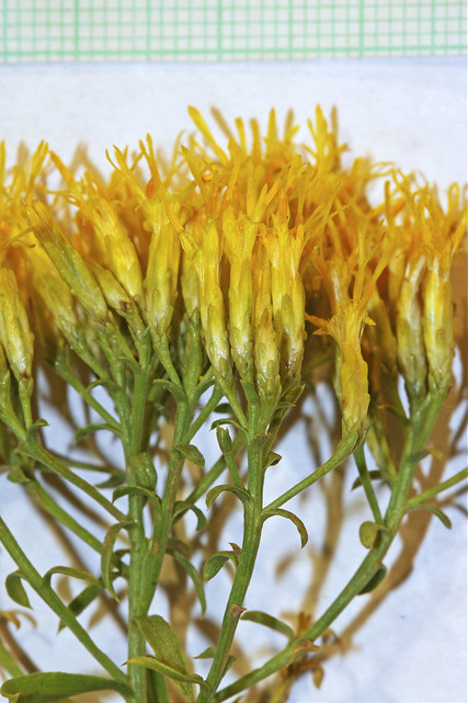 Chrysothamnus viscidiflorus