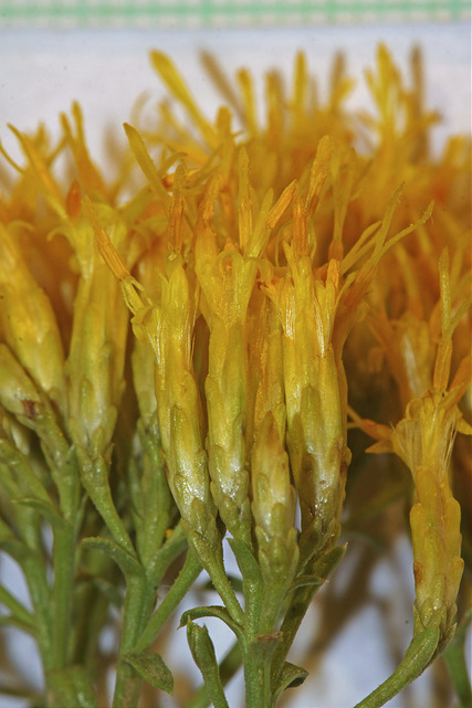 Chrysothamnus viscidiflorus