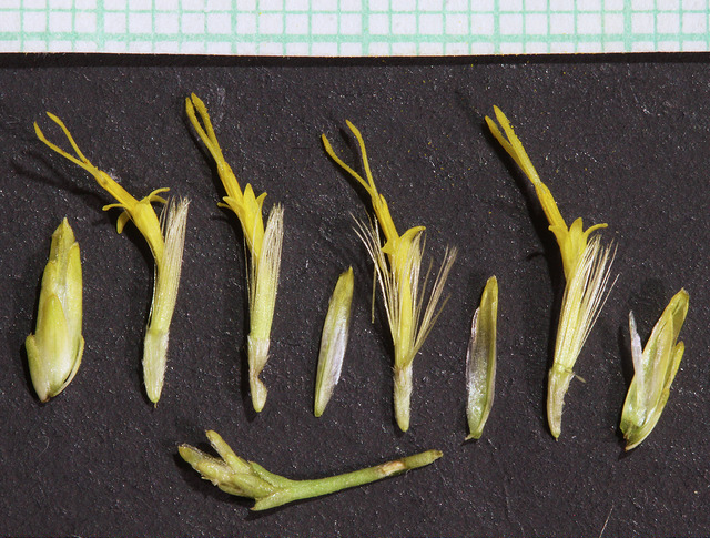 Chrysothamnus viscidiflorus