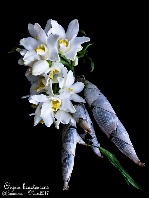 Chysis bractescens (Chysis bractescens)