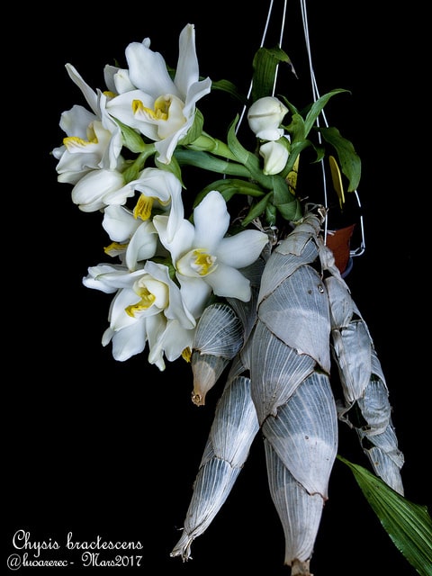 Chysis bractescens