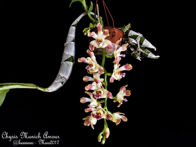 Chysis bractescens