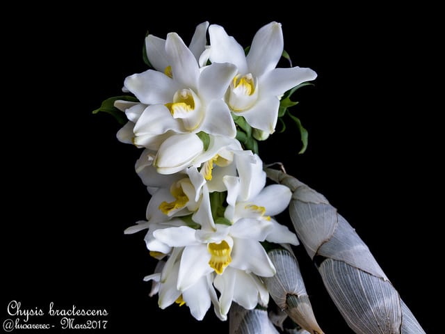 Chysis bractescens
