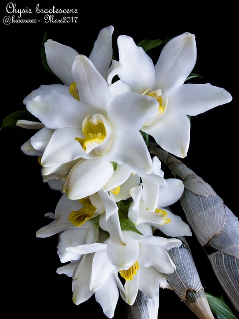 Chysis bractescens