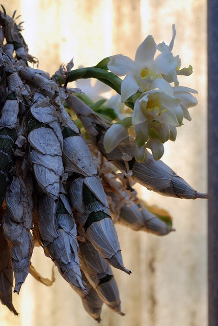 Chysis bractescens