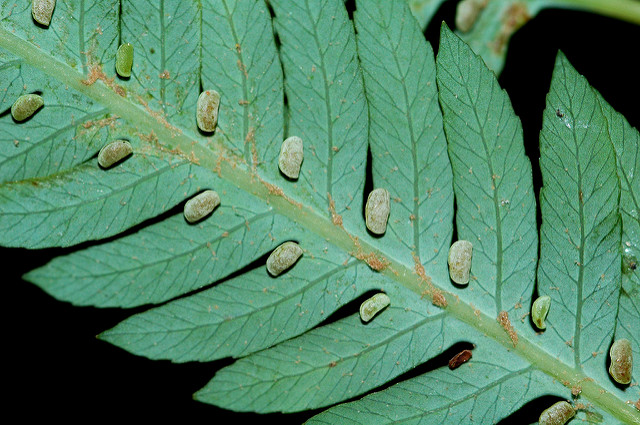 Cibotium barometz
