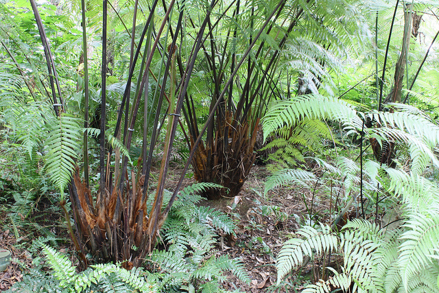Cibotium barometz (Cibotium barometz)