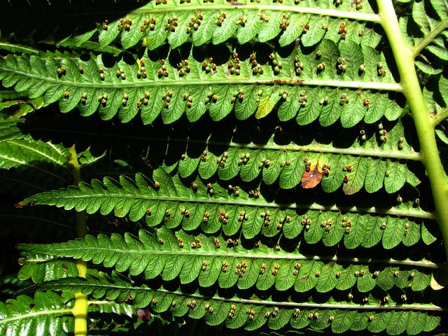 Cibotium chamissoi
