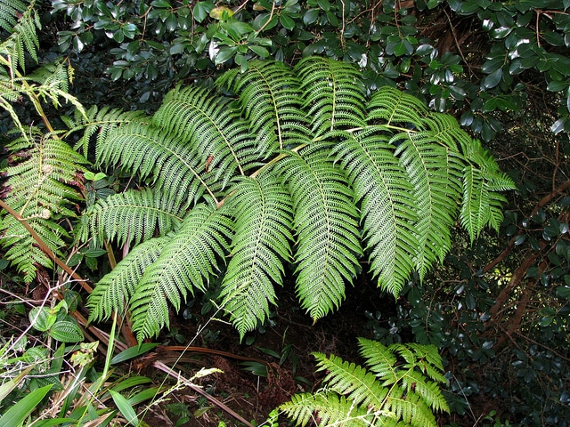Cibotium chamissoi