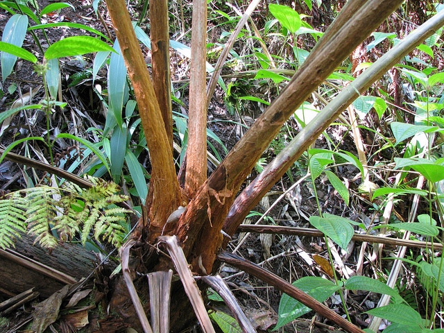 Cibotium chamissoi