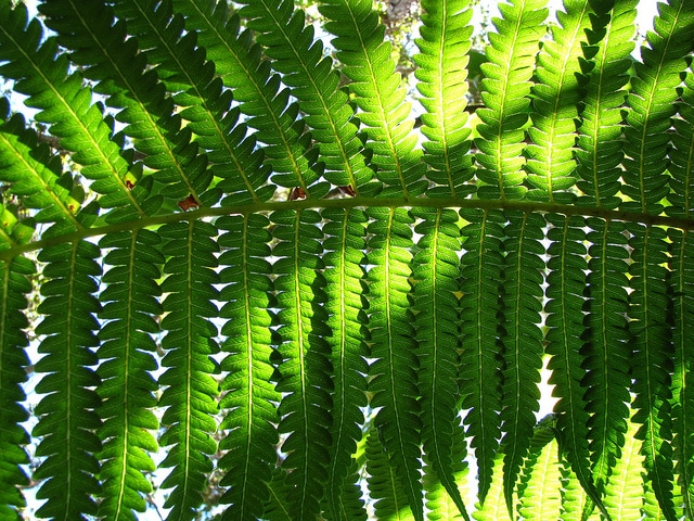 Cibotium chamissoi (Cibotium chamissoi)