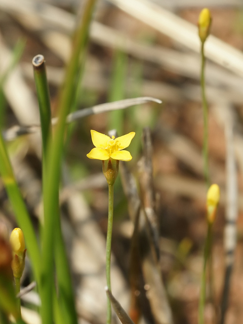 Cicendie filiforme