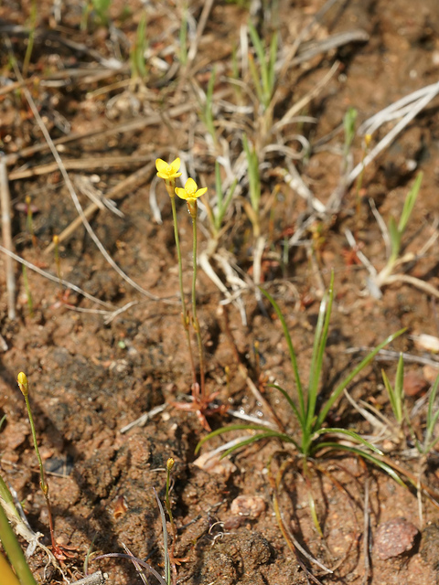 Cicendie filiforme