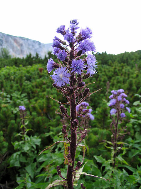 Laiteron des montagnes