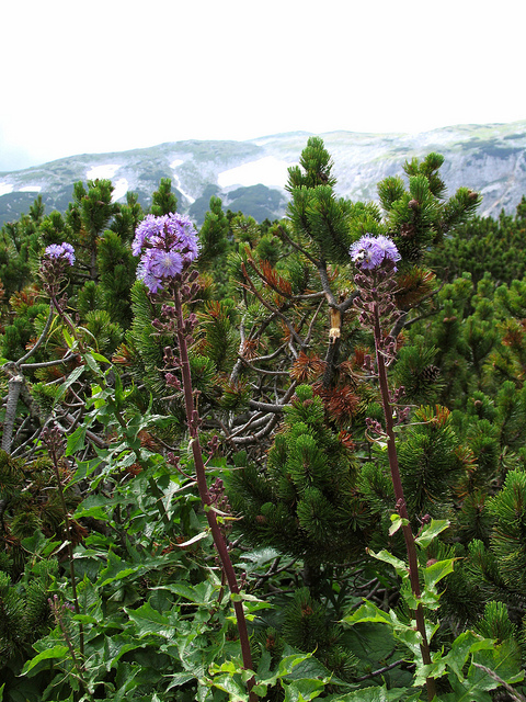 Laiteron des montagnes