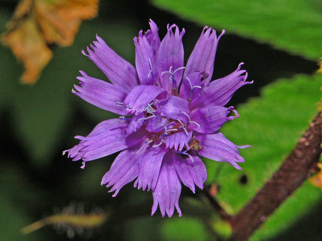 Laiteron des montagnes (Cicerbita alpina)