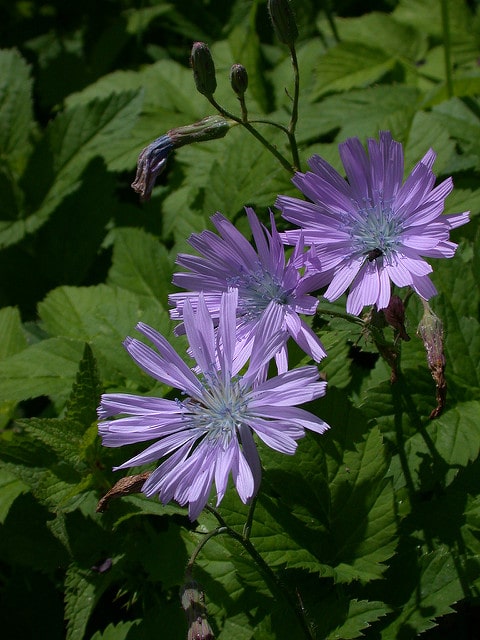 Laitue à grandes feuilles