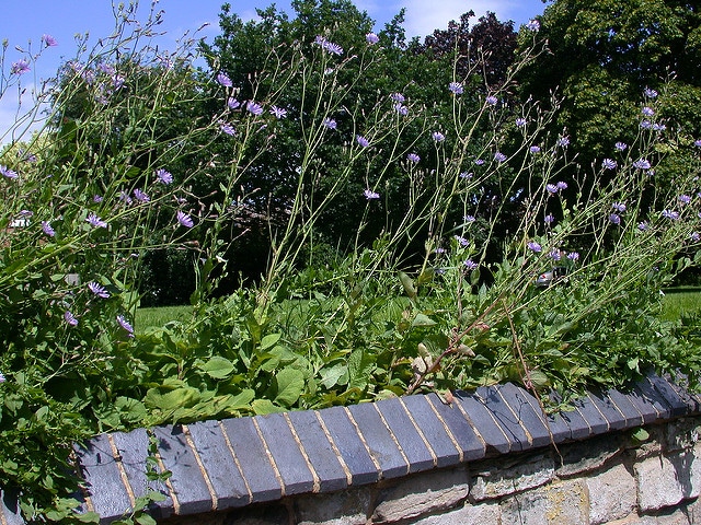Laitue à grandes feuilles