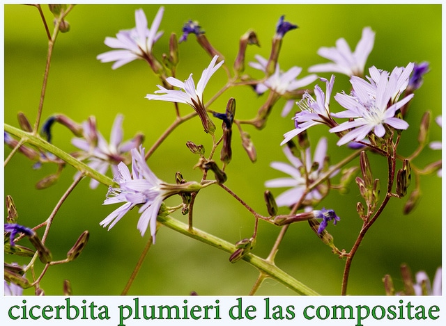 Laitue de plumier (Cicerbita plumieri)
