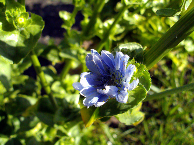 Chicorée endive