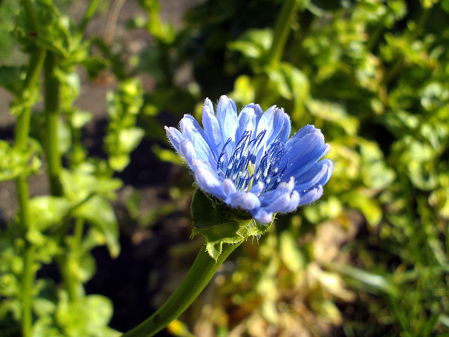 Chicorée endive