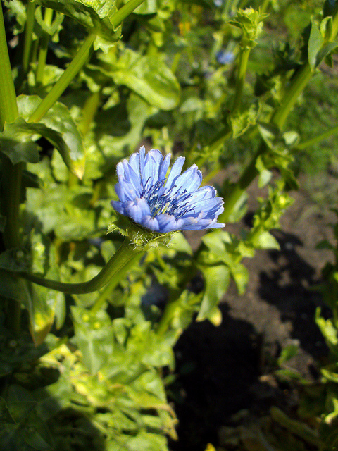 Chicorée endive