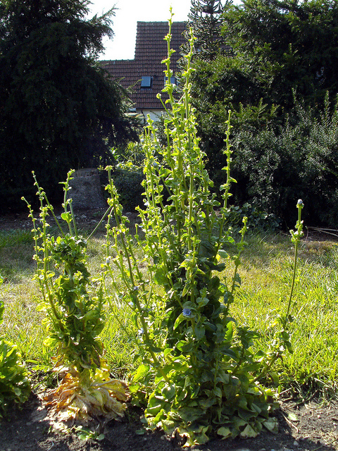 Chicorée endive