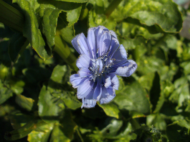 Chicorée endive (Cichorium endivia)