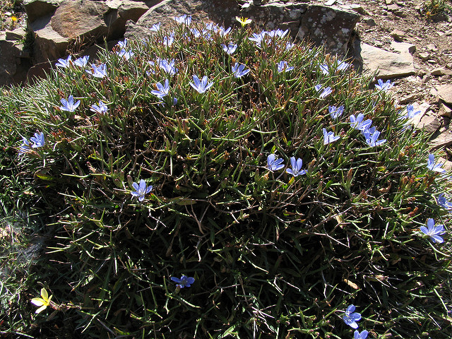 Cichorium spinosum (Cichorium spinosum)