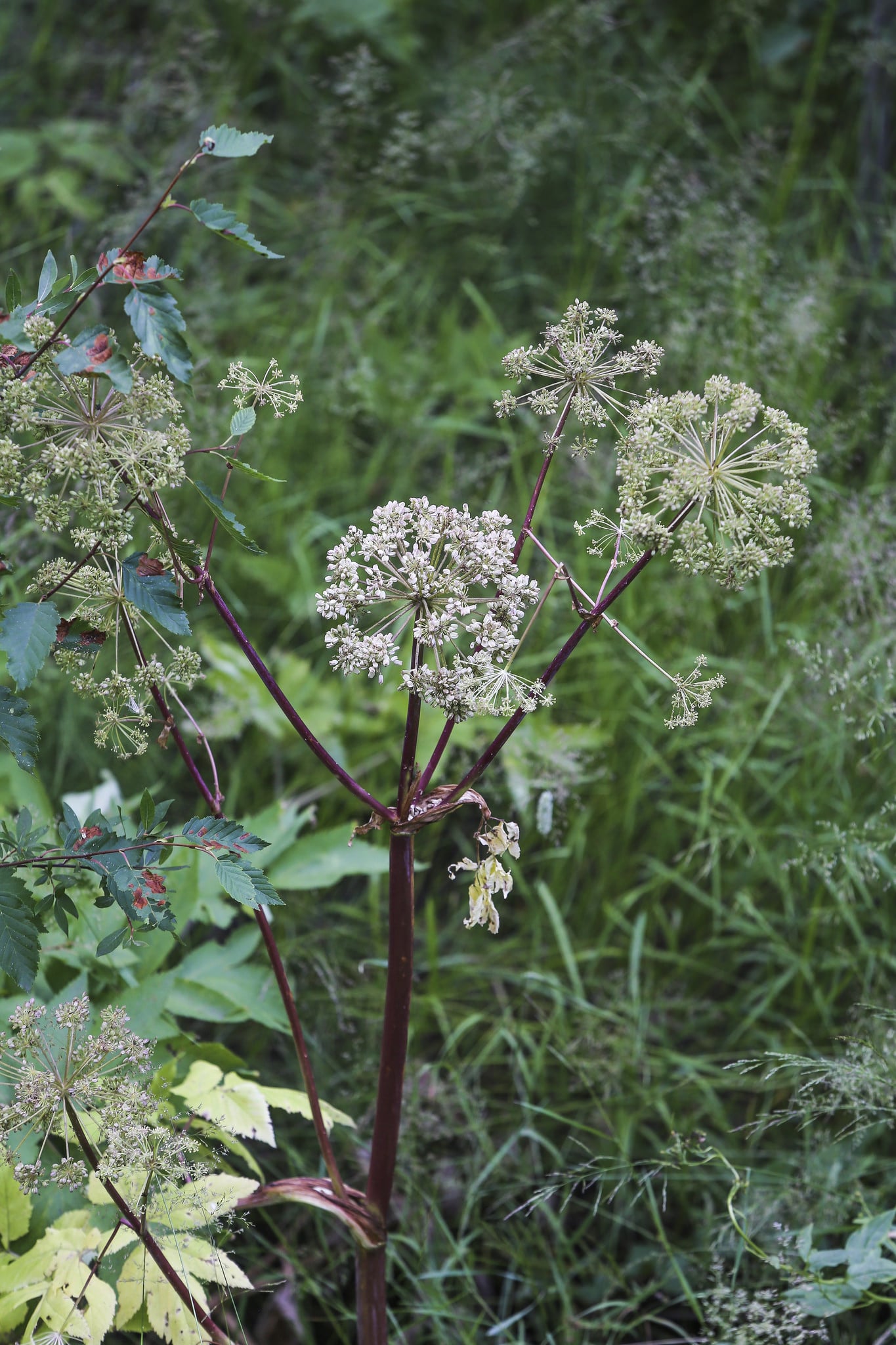 Cicuta douglasii (Cicuta douglasii)