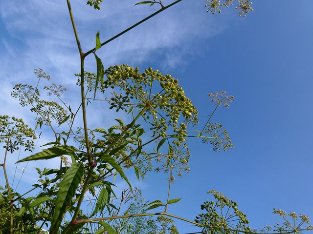 Cicuta maculata