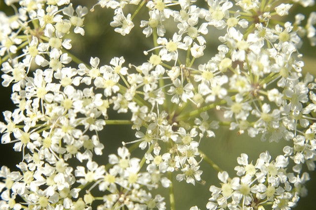 Cicuta maculata
