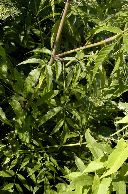 Cicuta maculata