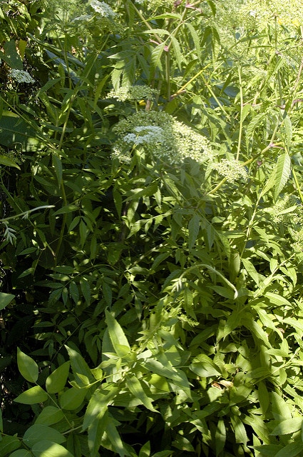 Cicuta maculata