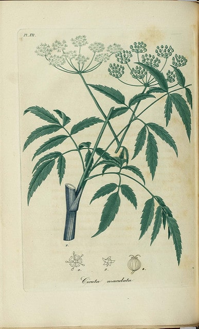 Cicuta maculata