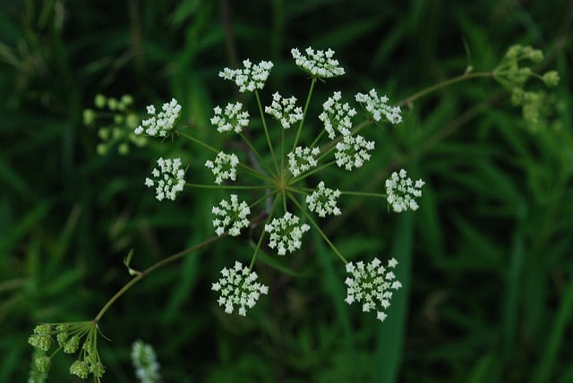 Cicuta (Cicuta)