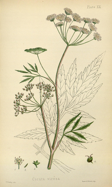 Ciguë aquatique