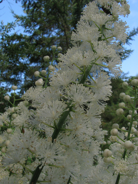 Actée à grappes (Cimicifuga racemosa)